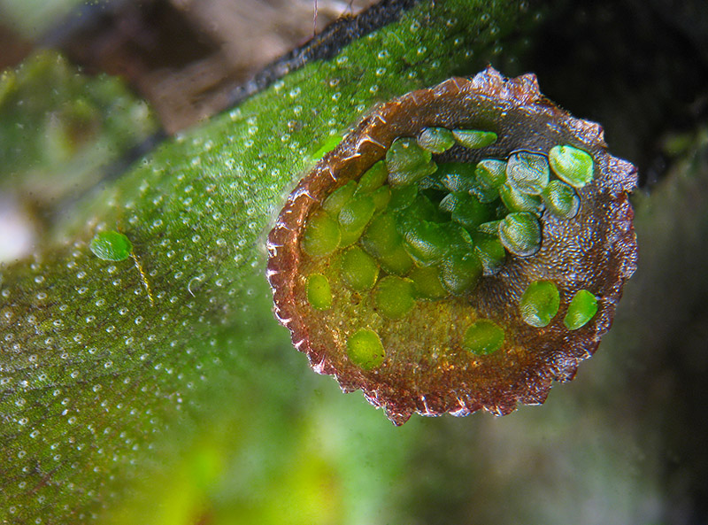 Marchantia polymopha